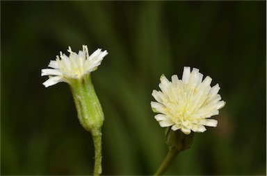 APII jpeg image of Hypochaeris albiflora  © contact APII