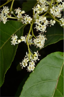 APII jpeg image of Ehretia acuminata var. acuminata  © contact APII