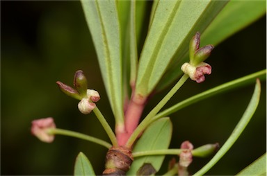APII jpeg image of Tasmannia glaucifolia  © contact APII