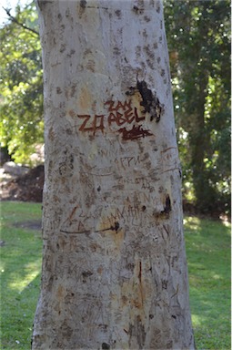 APII jpeg image of Eucalyptus signata  © contact APII