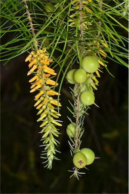 APII jpeg image of Persoonia pinifolia  © contact APII