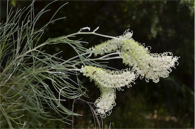 APII jpeg image of Grevillea albiflora  © contact APII