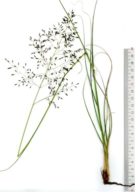 APII jpeg image of Eragrostis curvula  © contact APII