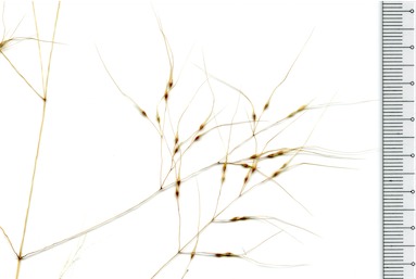 APII jpeg image of Nassella trichotoma  © contact APII