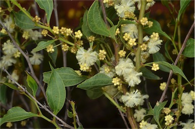 APII jpeg image of Acacia urophylla  © contact APII