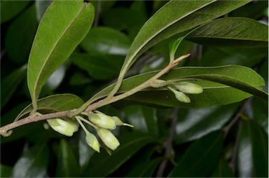 APII jpeg image of Planchonella myrsinifolia  © contact APII