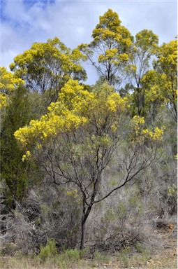 APII jpeg image of Acacia neriifolia  © contact APII
