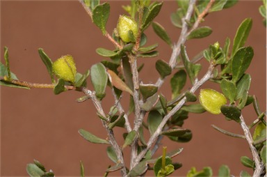APII jpeg image of Dodonaea bursariifolia  © contact APII
