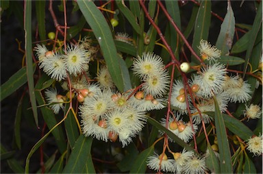 APII jpeg image of Eucalyptus leucoxylon  © contact APII