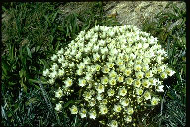 APII jpeg image of Chionogentias muelleriana subsp. alpestris  © contact APII