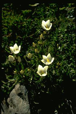 APII jpeg image of Chionogentias muelleriana subsp. alpestris  © contact APII
