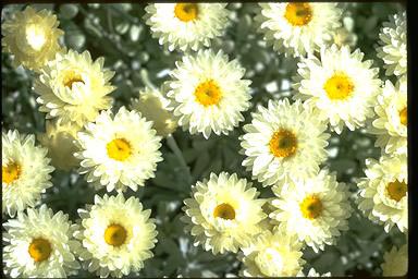 APII jpeg image of Leucochrysum albicans  © contact APII