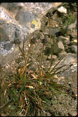 APII jpeg image of Luzula australasica subsp. dura  © contact APII