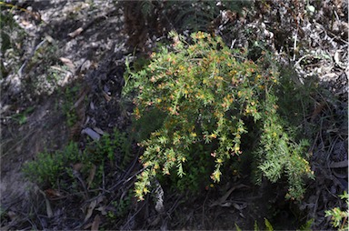APII jpeg image of Bossiaea rosmarinifolia  © contact APII
