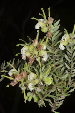 APII jpeg image of Grevillea alpina  © contact APII