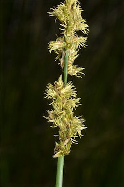 APII jpeg image of Carex appressa  © contact APII