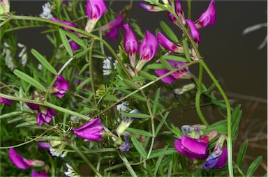 APII jpeg image of Vicia sativa subsp. nigra  © contact APII