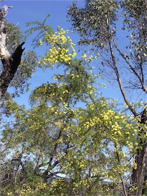 APII jpeg image of Acacia verticillata  © contact APII