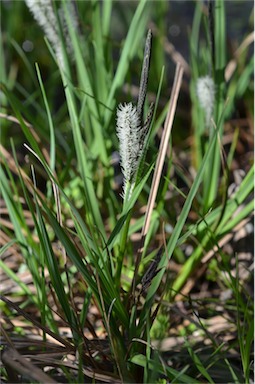 APII jpeg image of Carex gaudichaudiana  © contact APII