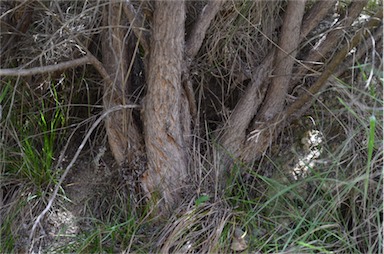APII jpeg image of Leptospermum lanigerum  © contact APII