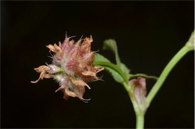 APII jpeg image of Trifolium resupinatum var. resupinatum  © contact APII