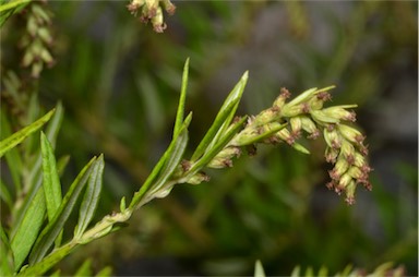 APII jpeg image of Artemisia verlotiorum  © contact APII