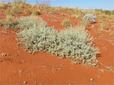 APII jpeg image of Sida sp. Simpson Desert dunes (P.K.Latz 18008)  © contact APII