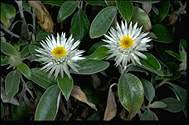Helichrysum elatum-click for larger image