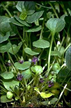 APII jpeg image of Viola fuscoviolacea  © contact APII