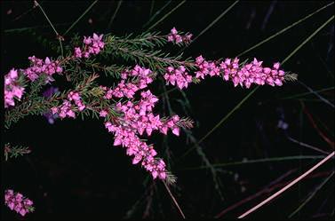 APII jpeg image of Boronia falcifolia  © contact APII