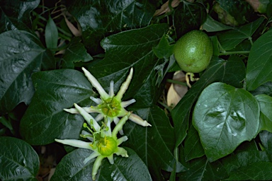 APII jpeg image of Passiflora herbertiana subsp. herbertiana  © contact APII