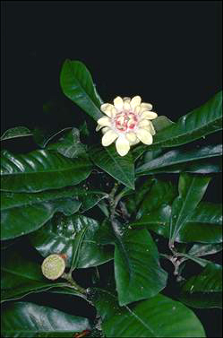 APII jpeg image of Eupomatia bennettii  © contact APII