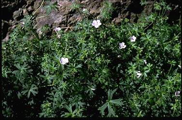 APII jpeg image of Geranium neglectum  © contact APII