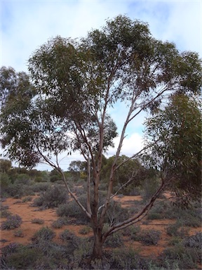 APII jpeg image of Eucalyptus dundasii  © contact APII
