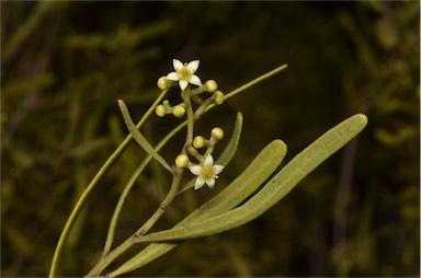APII jpeg image of Geijera linearifolia  © contact APII