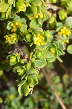APII jpeg image of Pimelea serpyllifolia subsp. serpyllifolia  © contact APII