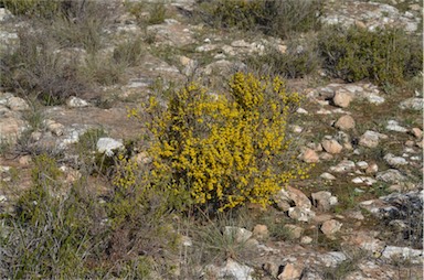 APII jpeg image of Acacia spinescens  © contact APII