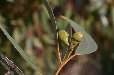 APII jpeg image of Eucalyptus gomphocephala  © contact APII