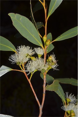 APII jpeg image of Eucalyptus diversifolia subsp. diversifolia  © contact APII