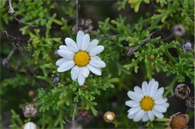 APII jpeg image of Argyranthemum frutescens subsp. foeniculaceum  © contact APII