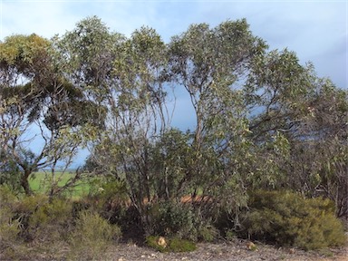 APII jpeg image of Eucalyptus diversifolia subsp. diversifolia  © contact APII