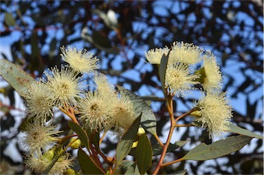APII jpeg image of Eucalyptus incrassata  © contact APII