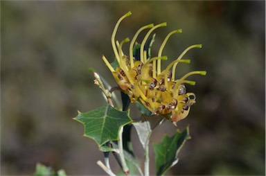 APII jpeg image of Grevillea ilicifolia subsp. ilicifolia  © contact APII