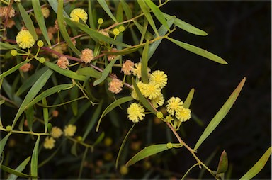 APII jpeg image of Acacia dodonaeifolia  © contact APII