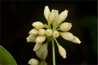 APII jpeg image of Hodgkinsonia ovatiflora  © contact APII