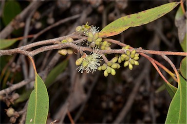 APII jpeg image of Eucalyptus camfieldii  © contact APII