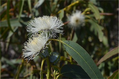 APII jpeg image of Eucalyptus globulus subsp. globulus  © contact APII