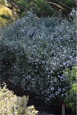APII jpeg image of Westringia brevifolia  © contact APII
