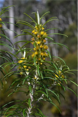 APII jpeg image of Bedfordia linearis subsp. linearis  © contact APII