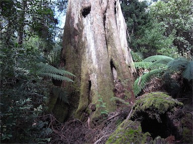 APII jpeg image of Eucalyptus regnans  © contact APII